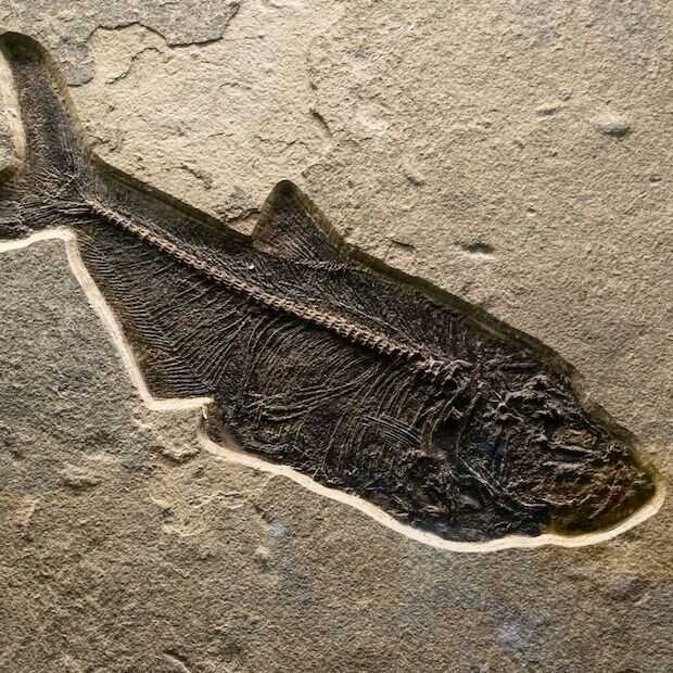 Gefossiliseerd hart van 380 miljoen jaar oude vis ontdekt