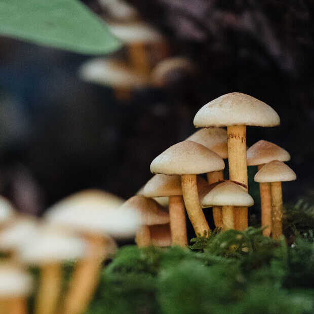 Innovatie: Paddenstoelen kunnen computersignalen versturen