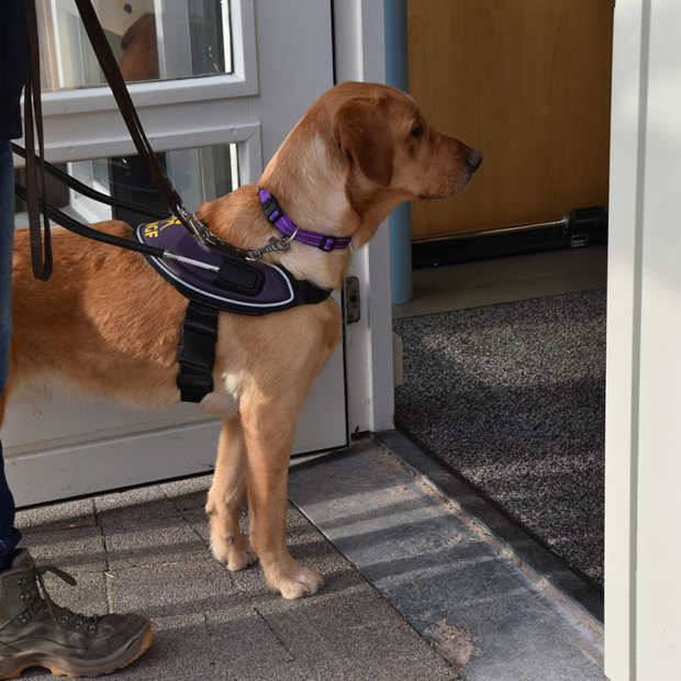 KNGF Geleidehonden doet onderzoek naar toegankelijkheid