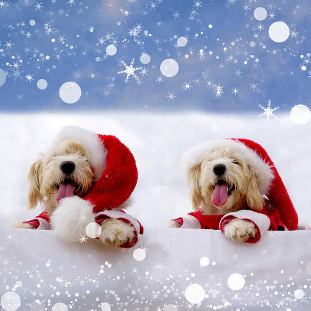 Vijf opties om iets anders te doen dan 'gewoon' kerst vieren