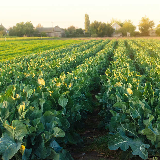 AgroScout; praktisch voorbeeld van een cloudbased AI systeem