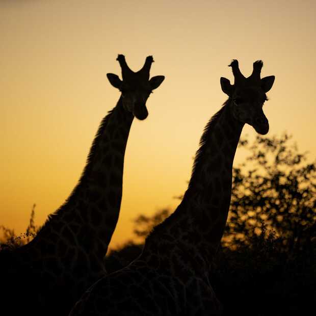 Central Tuli​ is het eerste slimme wildpark in Botswana