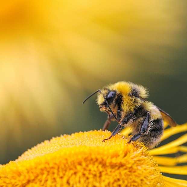 Good News Friday: red planten, zet de bloemen buiten en kijk tv