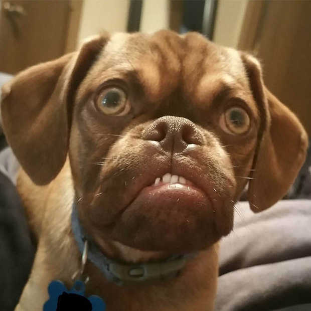 Na Grumpy Cat is er nu ook Grumpy Dog