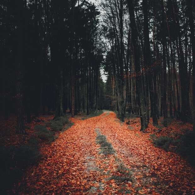 Herfst in Nederland: hier geniet je van de mooiste natuur