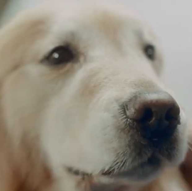 Bizar: hondenbaas betaalt 6 miljoen  voor Super Bowl-commercial