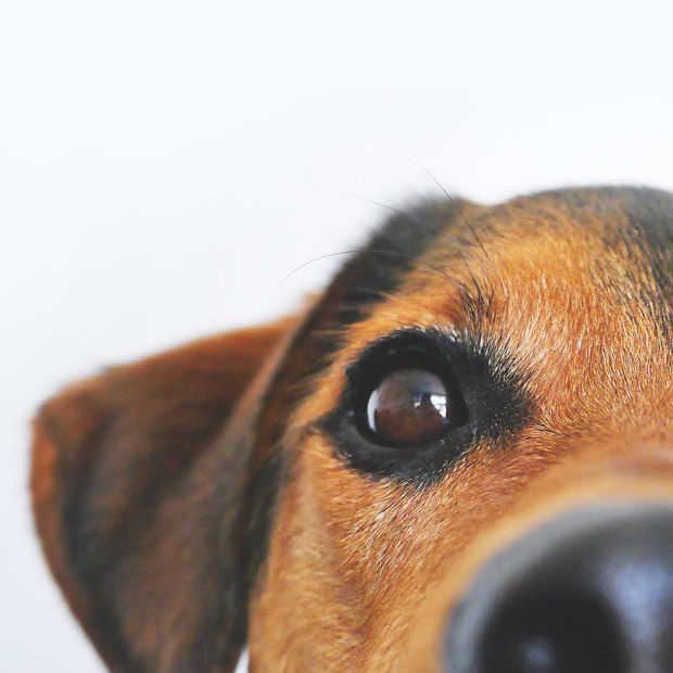 Dierendag: de beste maatjes in videogames