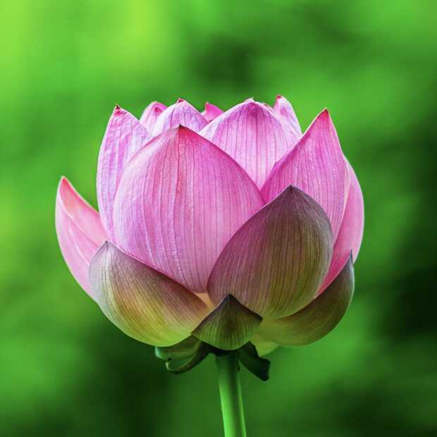 Huawei en duurzaamheid, het groene blad aan de lotusbloem