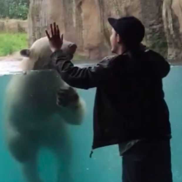 IJsbeer in Diergaarde Blijdorp gaat viral met grappig filmpje