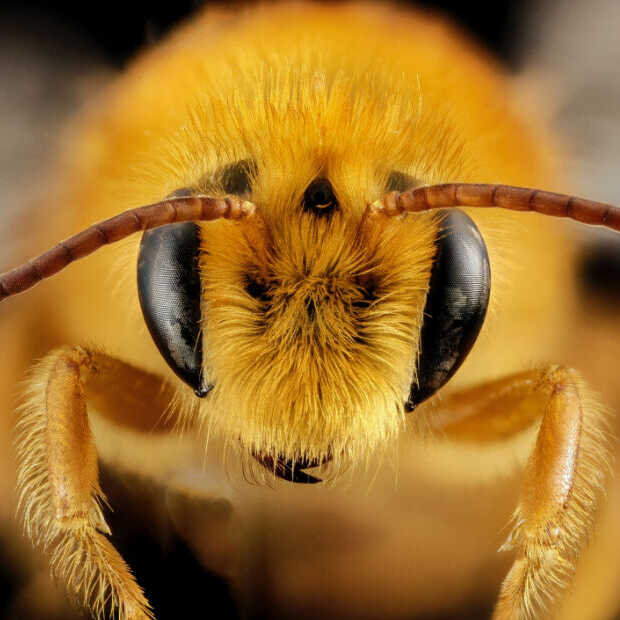 Waarom de sterfte van insecten gevaarlijk is voor mensen