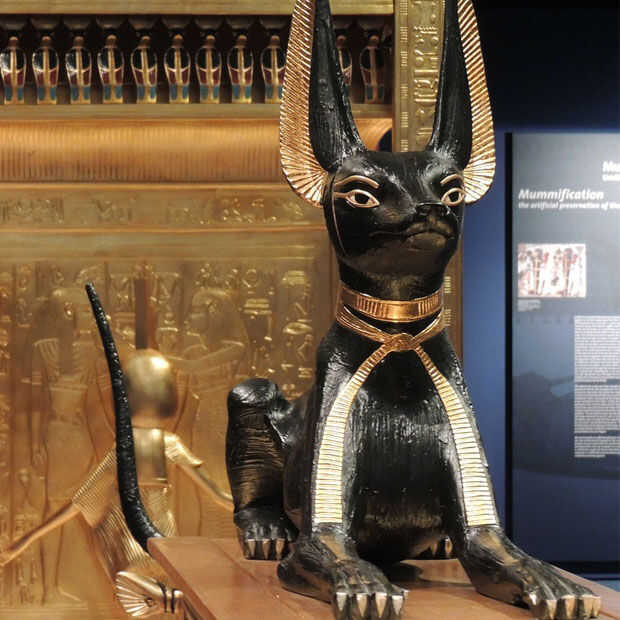 Zo ziet een gemummificeerde Egyptische kat er echt uit