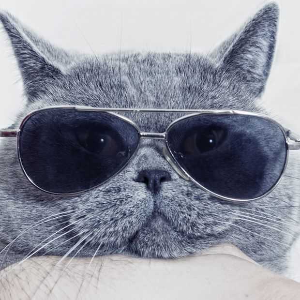 Social check: staat het internet écht vol met kattenplaatjes?
