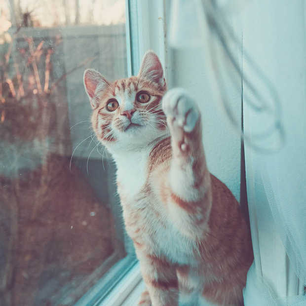 #Catmageddon een wereld zonder kattenfilmpjes