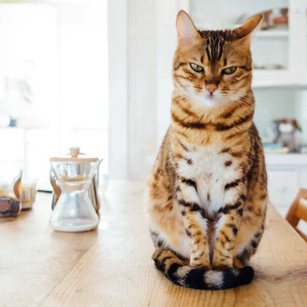 Kattendag: waarom mensen Instagram-accounts voor hun kat maken