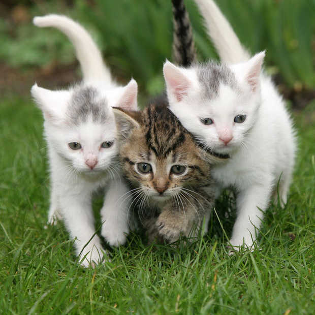 Top 25 leukste kattenfilmpjes op internet