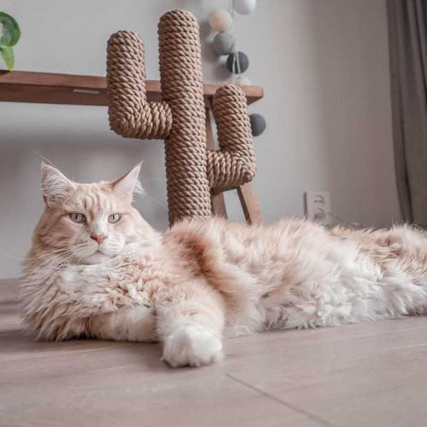 Poezenbazen: een webshop voor katten met 5 Catfluencers aan het roer