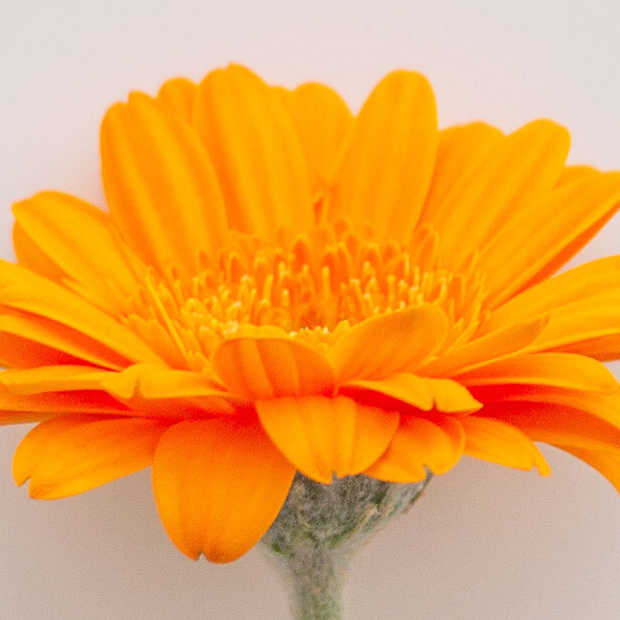 Koningsdag 2023: de leukste tweets en inhakers