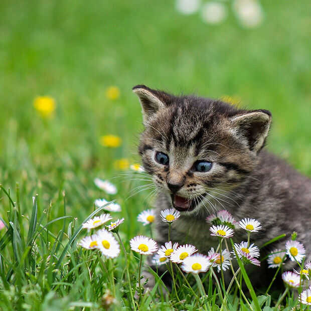 Goed nieuws: ‘kat’ blijkt bedreigde diersoort, autobatterij opgeladen in 5 minuten en Bernie memes