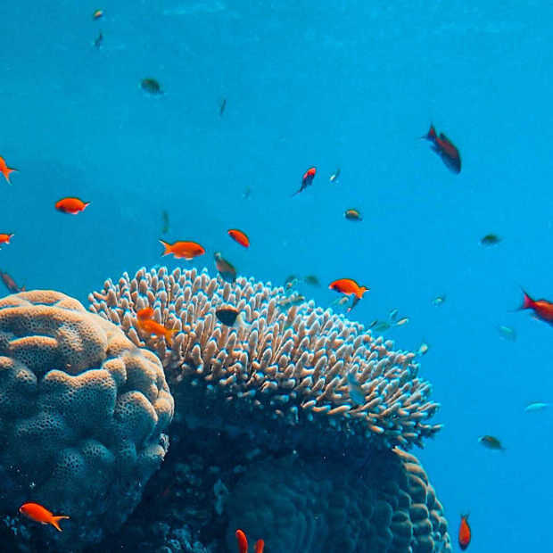 ​Een dieptepunt: fossiele brandstoffen hebben het koraal bereikt