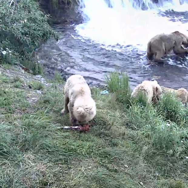 Google Earth Live: kijk real time naar bruine beren in Alaska