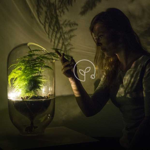 Living Light: deze lamp haalt z'n energie uit een plant