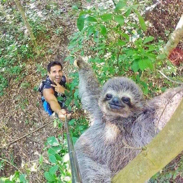 Toerist maakt coole selfie met luiaard!
