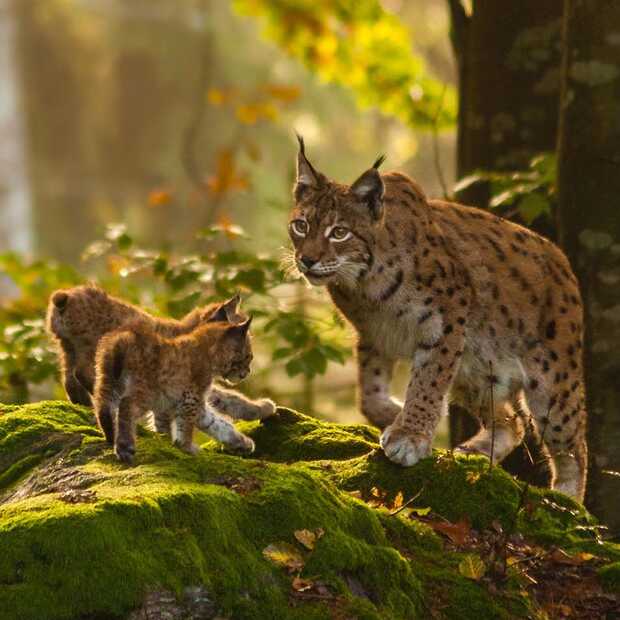 Blijdorp: Van dierentuin naar een icoon voor natuurherstel