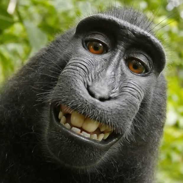 Apen hebben geen auteursrecht, maar verdienen wel aan aap-selfie
