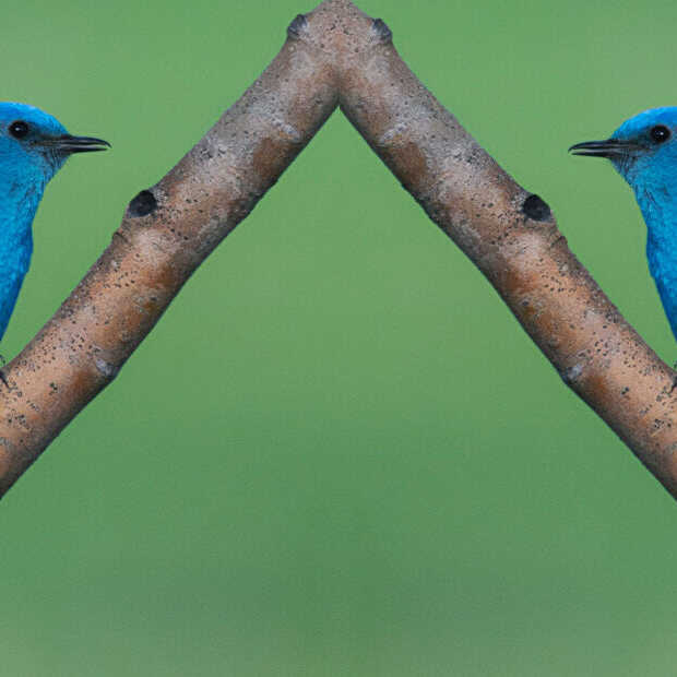 Meta maakt nieuw social medium à la Twitter