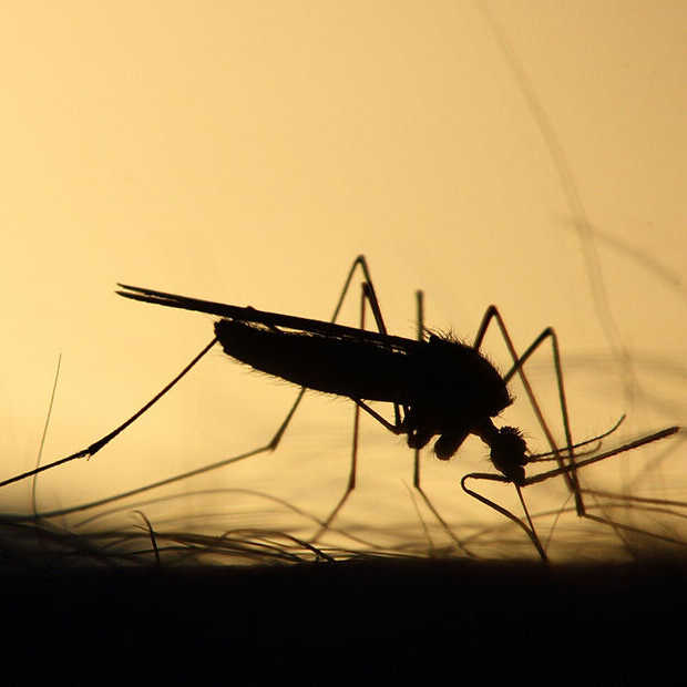 Goed nieuws: oplossing voor dengue, tv-serie over zielenknijper en mondkapje kan in de prullenbak