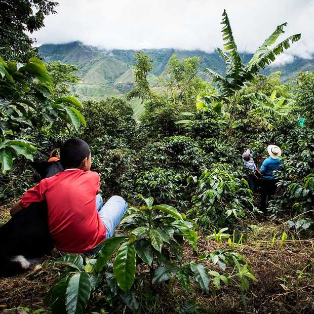 360º rondkijken op de koffieplantages van Nespresso in Colombia