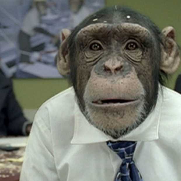 Organisaties erin geluisd door grappige kantoorchimpansees