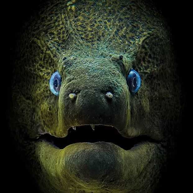 Deze fantastische onderwaterfoto's winnen terecht prijzen
