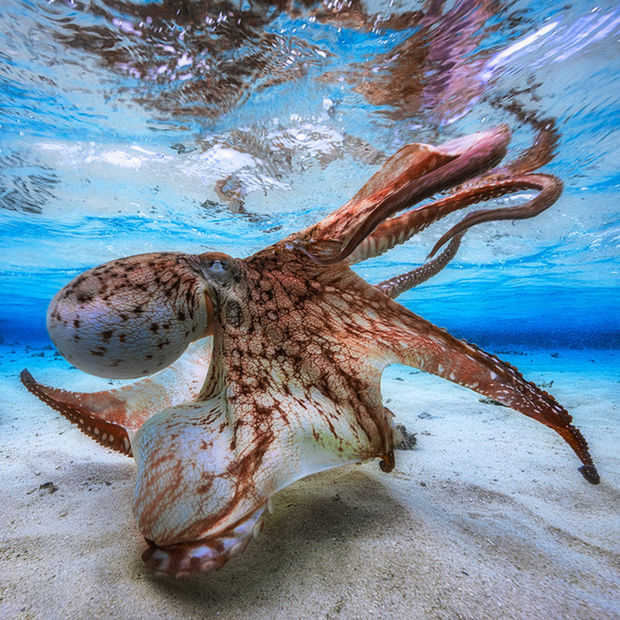 De beste onderwaterfoto's van 2016 zijn waanzinnig goed