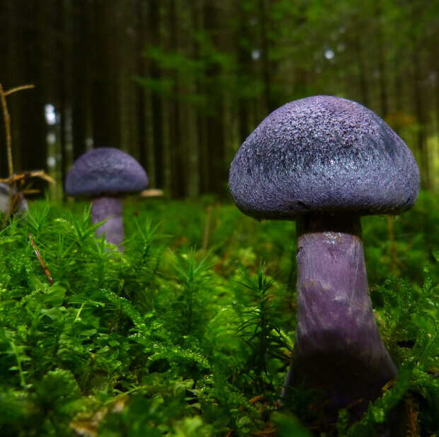 Goed Nieuws: paddestoelen tegen depressie en You seizoen 3 op Netflix