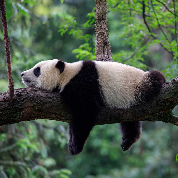 China ontwikkelt een gezichtsherkenningapp voor panda’s