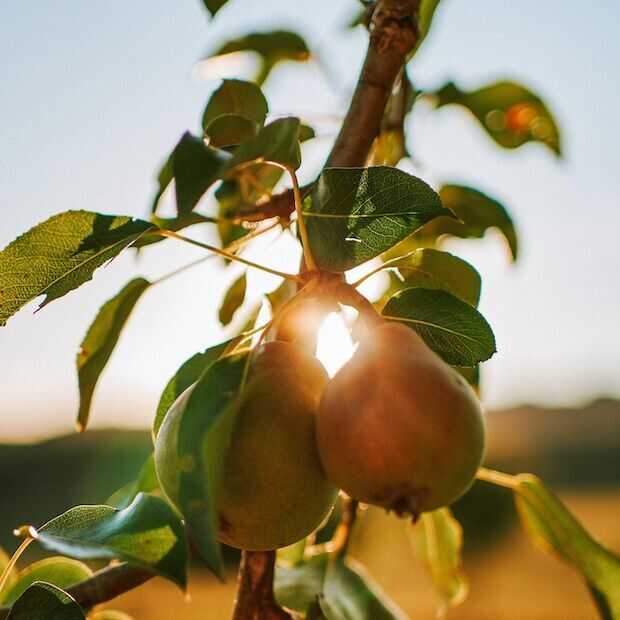 Fruitpluk robots zijn nog even afhankelijk van mensenhanden