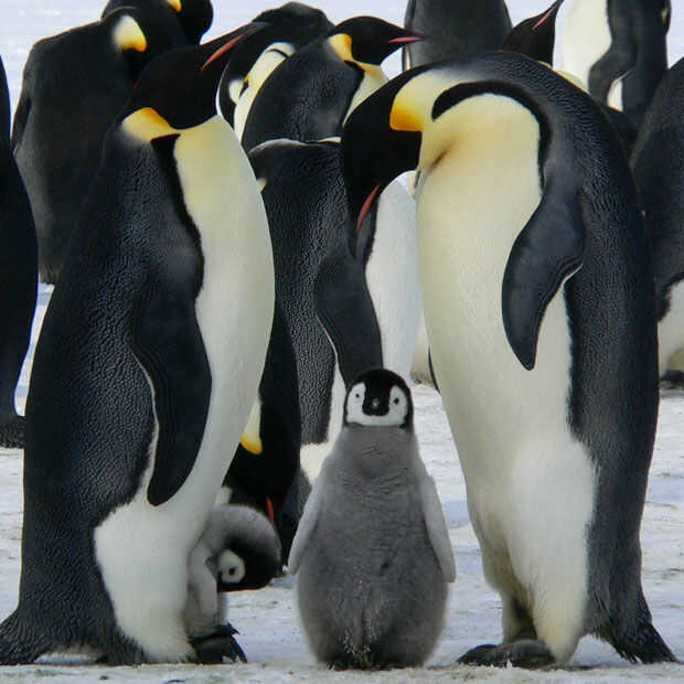 Goed Nieuws Vrijdag: meer pinguïns, Project Power en kantoorlawaai voor eenzame thuiswerkers