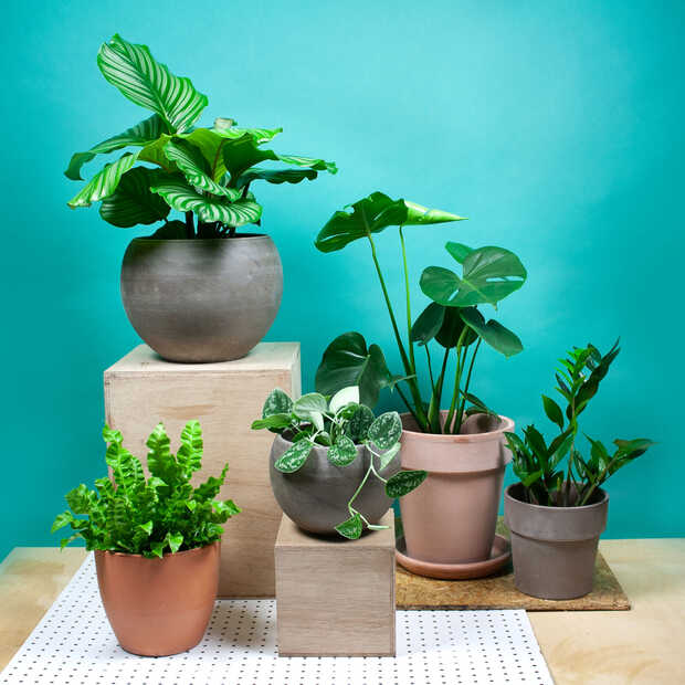 We zijn allemaal op zoek naar planten voor ons thuiskantoor