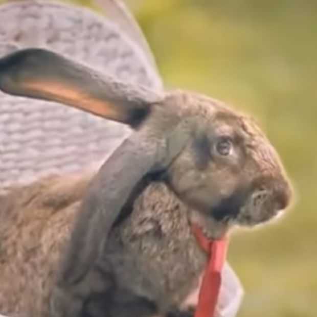Viral video: Poolse regering zegt "doe als konijnen!" tegen volk