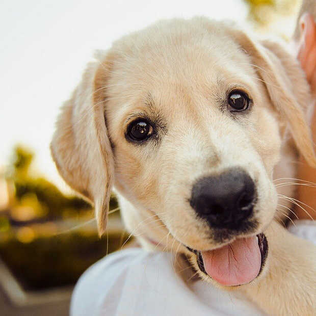 Goed Nieuws: puppy's ingesteld op mensen, Bo Burnham en magische manier om een kater te voorkomen