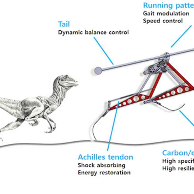 Rennende robot, geïnspireerd door Velociraptor, haalt 46 km/u