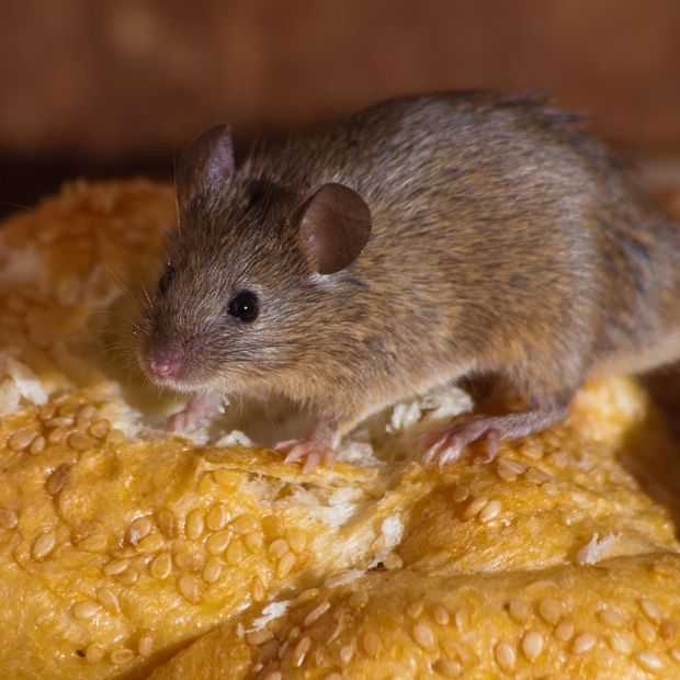 Eten in sterrenrestaurants niet altijd hygiënisch