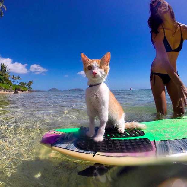 Briljante foto's van surfende kat met maar één oog!