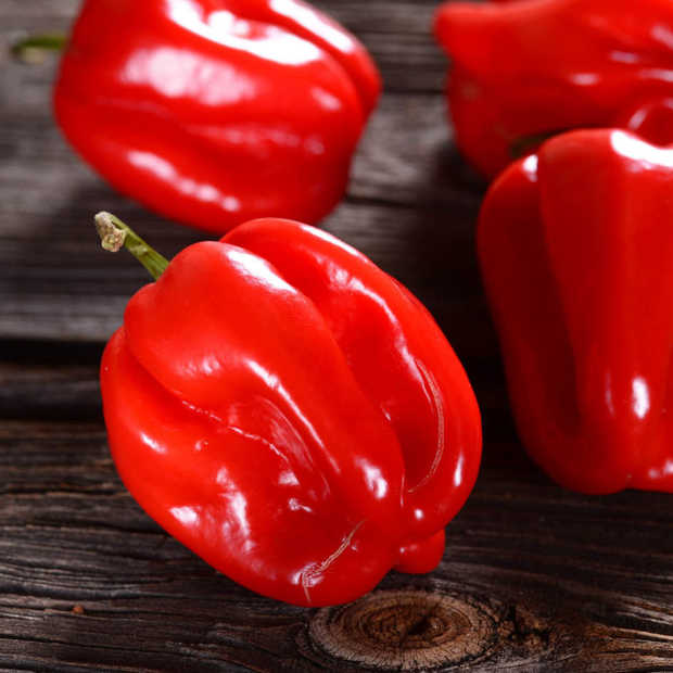 Google eert Scoville met interactieve Doodle