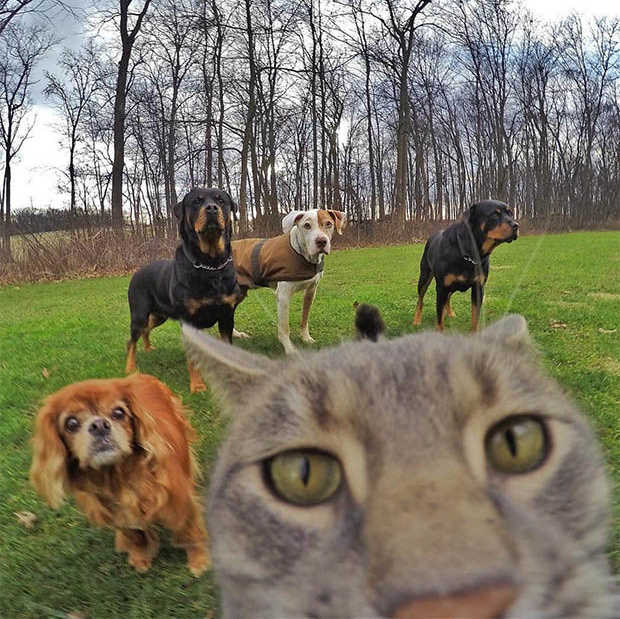 Deze kat neemt betere selfies dan jij doet