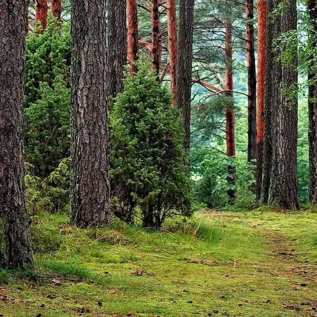 Hoeveel bomen heeft Ecosia geplant?