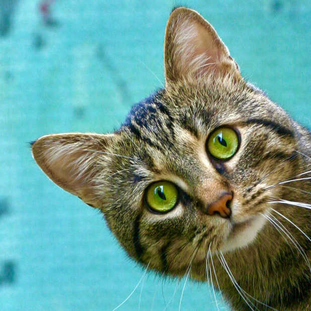 Katten komen door slim kattenluik niet meer binnen met prooi