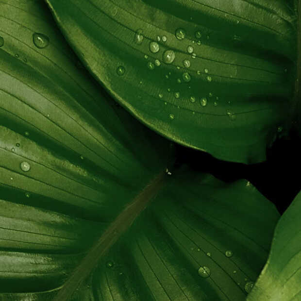 Met smart gardens creëer je thuis een plantenwalhalla
