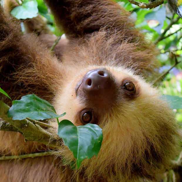 Goed Nieuws Vrijdag: overal frikandellen eten, zeldzame tijgers gespot en minder ontbossing in Costa Rica